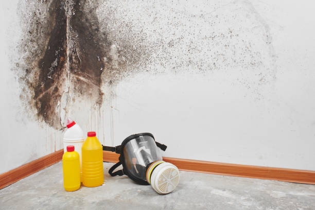 Best Mold Remediation  in Bethany, IL