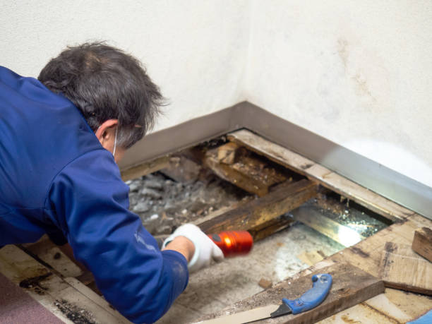 Mold Removal Process in Bethany, IL