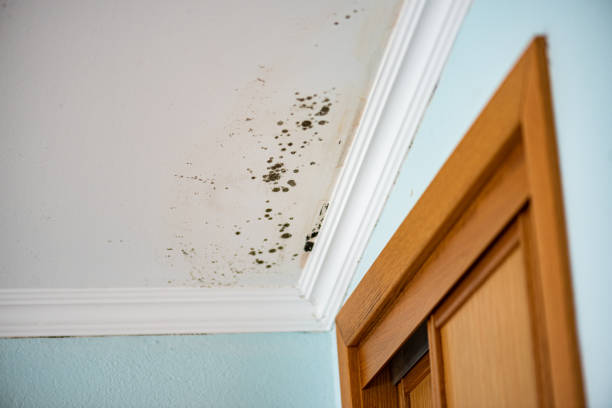 Mold Removal and Inspection in Bethany, IL