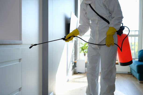 Best Mold Removal Near Me  in Bethany, IL