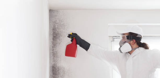 Professional Mold Removal in Bethany, IL