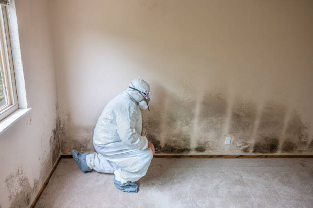 Crawl Space Mold Removal in Bethany, IL
