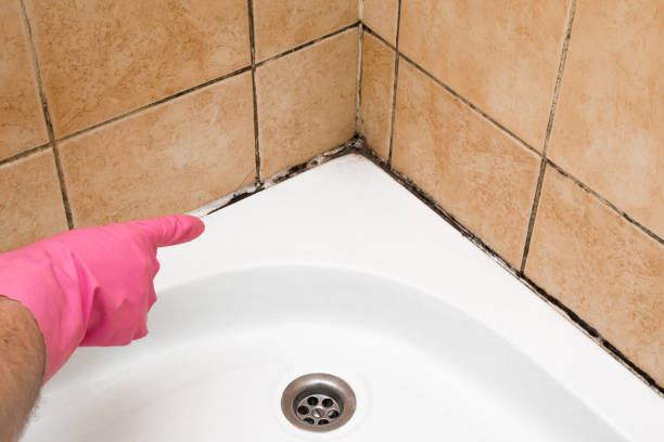 Best Mold Damage Repair  in Bethany, IL